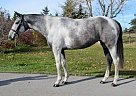 Warmblood - Horse for Sale in Calgary, AB V0E 1B