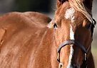Quarter Horse - Horse for Sale in Springtown, TX 76082