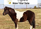 Shetland Pony - Horse for Sale in Stark City, MO 64866
