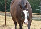 Appaloosa - Horse for Sale in Pennington Gapv, VA 