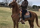 Arabian - Horse for Sale in Danbury, TX 77534