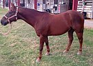 Quarter Horse - Horse for Sale in Baton Rouge, LA 70815