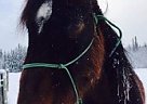 Thoroughbred - Horse for Sale in Burns Lake, BC V0J 1E