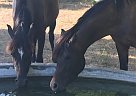 Arabian - Horse for Sale in Three Rivers, TX 78071