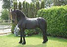 Friesian - Horse for Sale in Garijp, The Netherlands,  9263 T