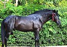 Andalusian - Horse for Sale in Barcelona,  08186