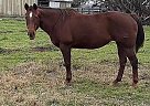 Quarter Horse - Horse for Sale in Corning, CA 96021