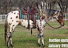 Appaloosa - Horse for Sale in Fort Worth, TX 40501