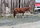 Quarter Horse - Horse for Sale in Aldergrove, BC V4w0a1