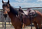 Quarter Pony - Horse for Sale in Okotoks, AB T1S0L9