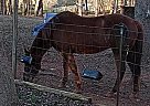 Quarter Horse - Horse for Sale in Dallas, GA 30157
