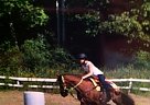 Appaloosa - Horse for Sale in Danville, NH 03819
