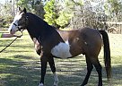 Paint - Horse for Sale in Magnolia, TX 77355