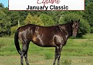 Quarter Horse - Horse for Sale in Mount Vernon, MO 65712