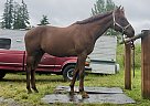 Thoroughbred - Horse for Sale in Vancouver, WA 98665