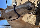 Quarter Horse - Horse for Sale in Peoria, AZ 85382