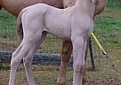 Half Arabian - Horse for Sale in Albany, OH 