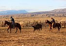Quarter Horse - Horse for Sale in Reno, NV 89511