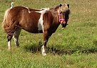 Miniature - Horse for Sale in Plantation, FL 33322-56
