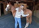 Paint - Horse for Sale in Arlington, TN 38002