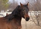 Arabian - Horse for Sale in Collinsville, OK 74021