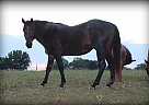 Quarter Horse - Horse for Sale in Somerville, TN 38068