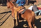 Pony of the Americas - Horse for Sale in Eureka, KS 67045