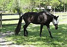 Peruvian Paso - Horse for Sale in Tarpon Springs, FL 
