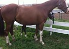 Warmblood - Horse for Sale in Strathmore, AB T1P1J6