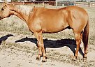 Quarter Horse - Horse for Sale in Soniota, AZ 85637