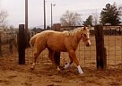 Quarter Horse - Horse for Sale in El Paso, TX 79925