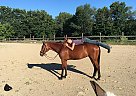 Standardbred - Horse for Sale in Harwinton, CT 06791