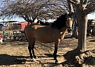 Andalusian - Horse for Sale in Bakersfield, CA 93314
