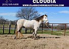 Quarter Pony - Horse for Sale in New Summerfield, TX 79085