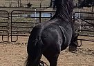 Friesian - Horse for Sale in Buffalo, KY 42716