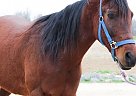 Morab - Horse for Sale in Mechanicsville, MD 20659