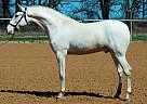 Andalusian - Horse for Sale in Cleburne, TX 76031