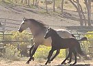Lusitano - Horse for Sale in Salt Lake area, UT 82520