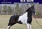 Spotted Saddle - Horse for Sale in Lewisburg, TN 37091