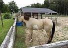 Tennessee Walking - Horse for Sale in Jeffersonville, GA 31044