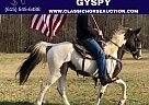Spotted Saddle - Horse for Sale in Rockholds, KY 40759