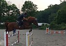 Oldenburg - Horse for Sale in Franklin, NJ 07416
