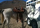 Arabian - Horse for Sale in Lake Isabella, CA 93240