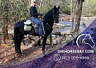 Racking - Horse for Sale in Blue Ridge, GA 30513