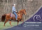 Tennessee Walking - Horse for Sale in Parkers Lake, KY 42634