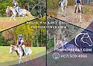 Welsh Pony - Horse for Sale in Spring Hill, TN 37174