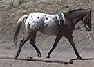 Appaloosa - Horse for Sale in Emmett, ID 