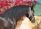 Andalusian - Horse for Sale in Alicante,  03294