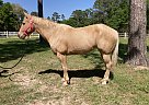 Quarter Horse - Horse for Sale in Conroe, TX 77303