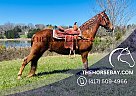 Tennessee Walking - Horse for Sale in Tompkinsville, KY 42166
